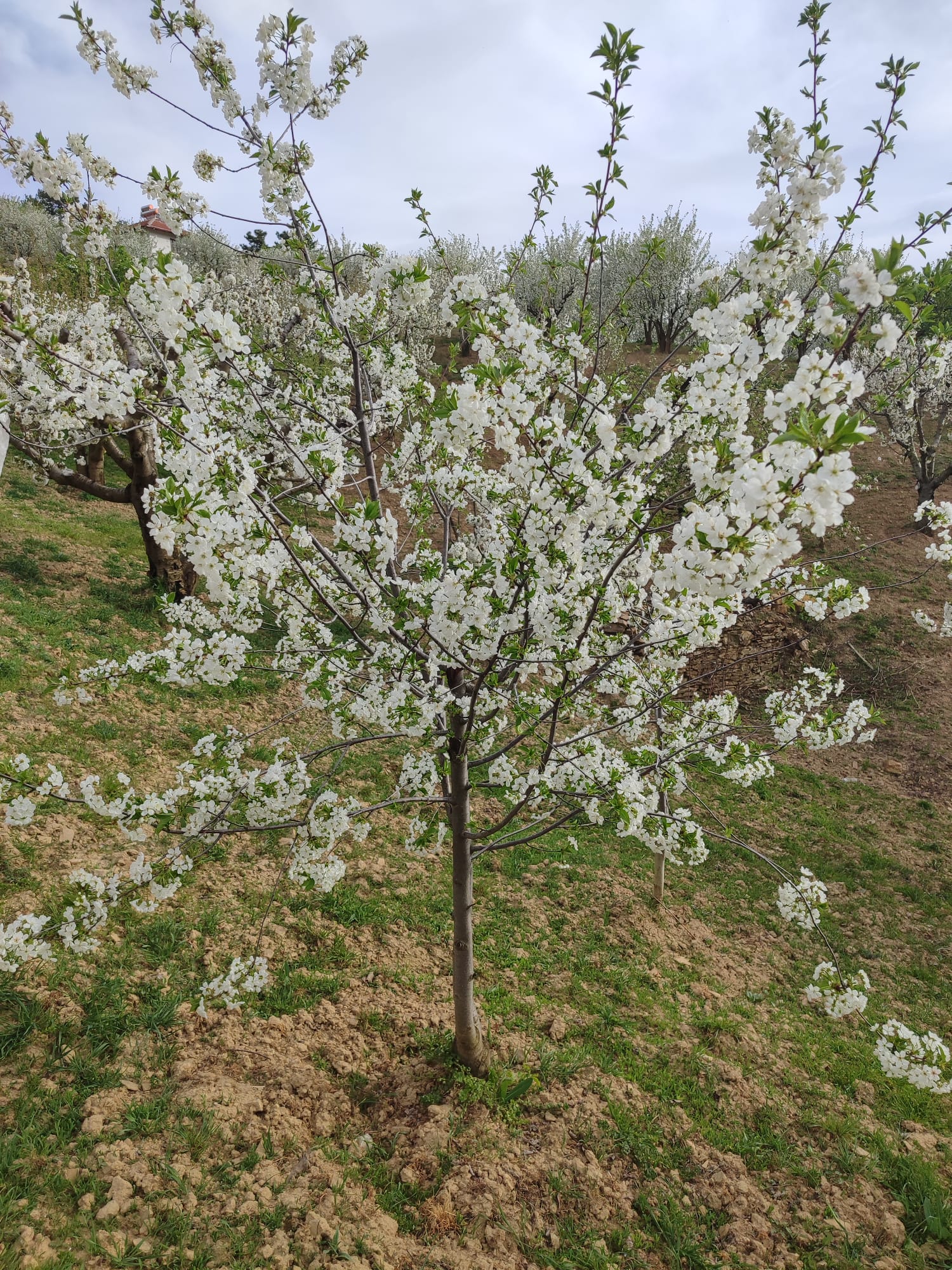 KÜTAHYA ŞAPHANE PAZAR  KÖYÜNDE 4.163 M²  VİŞNE KİRAZ BAHÇESİ  SATILIKTIR - KÜTAHYA ŞAPHANE fotoğraf 22